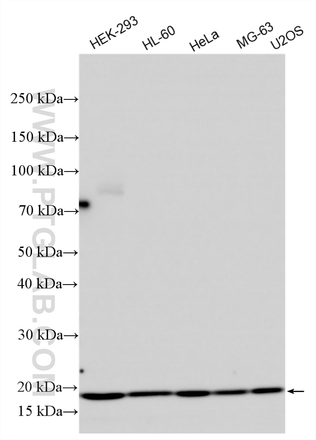 Western Blot (WB) analysis of various lysates using NAT5 Polyclonal antibody (15807-1-AP)