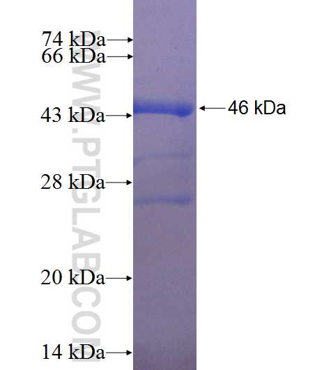 NAT5 fusion protein Ag8541 SDS-PAGE