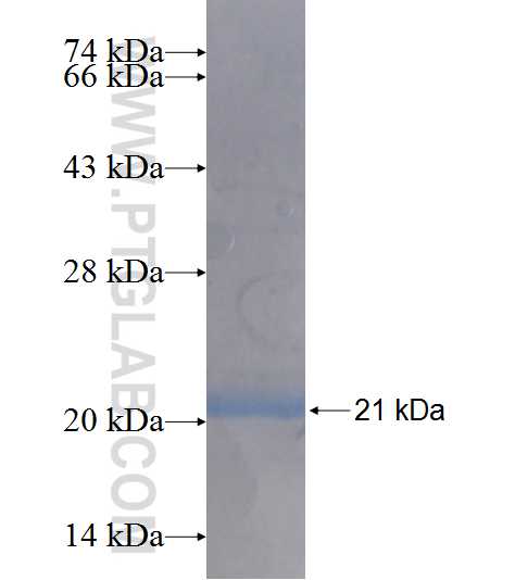 NAT5 fusion protein Ag8647 SDS-PAGE