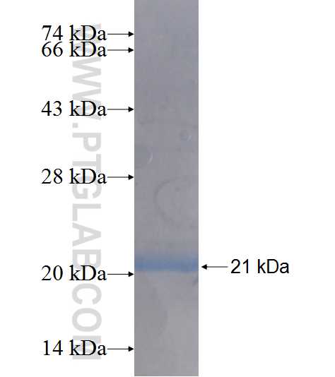 NAT5 fusion protein Ag8647 SDS-PAGE