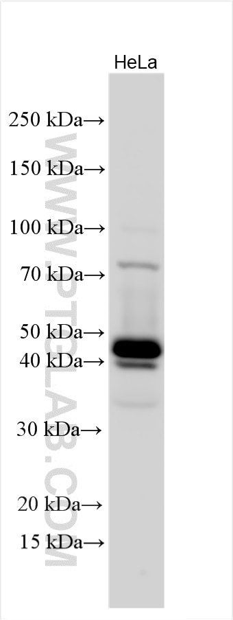 Western Blot (WB) analysis of various lysates using NAT6/FUS2 Polyclonal antibody (15476-1-AP)