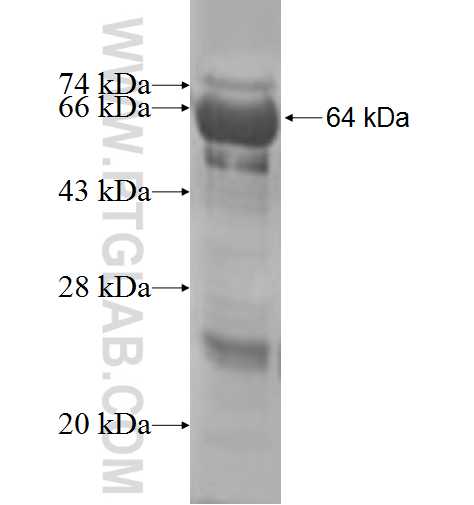 NAT6 fusion protein Ag7780 SDS-PAGE