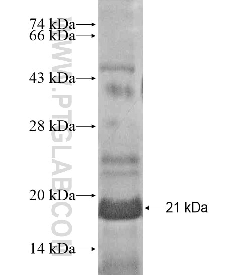 NAT8L fusion protein Ag20832 SDS-PAGE