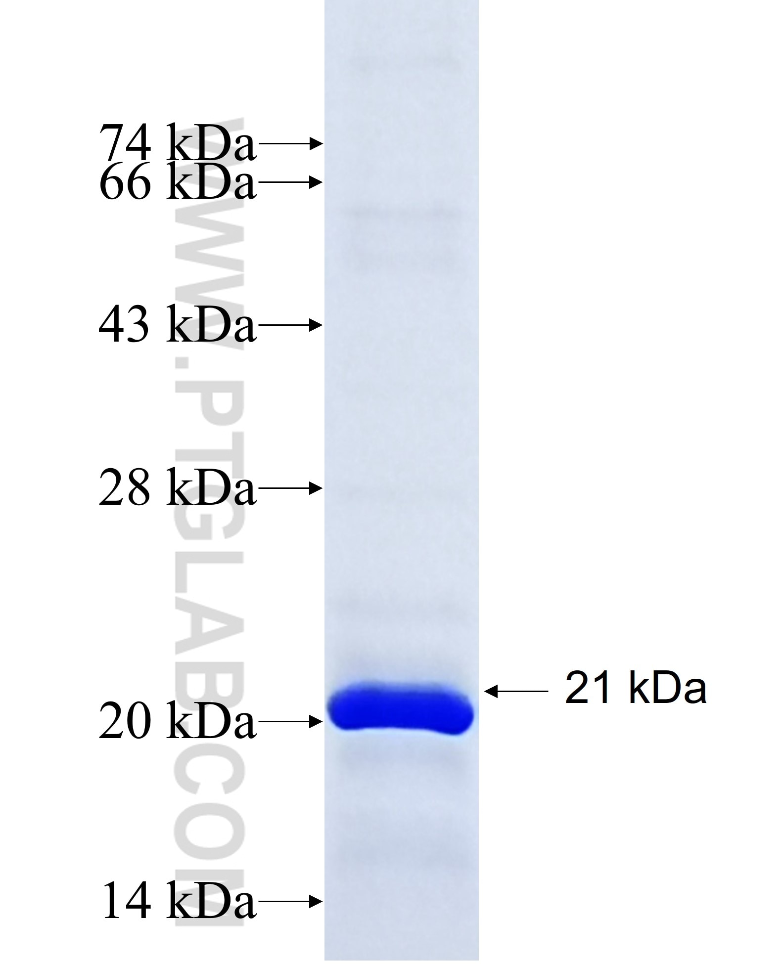 NAT8L fusion protein Ag20832 SDS-PAGE