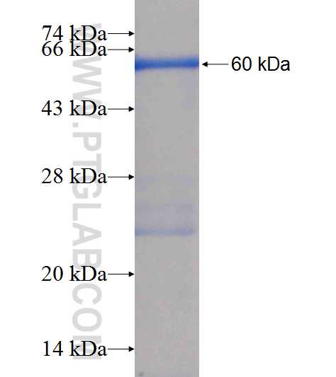 NAT9 fusion protein Ag7345 SDS-PAGE