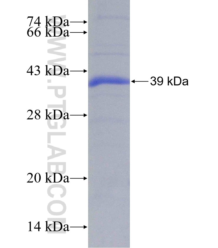 NAT9 fusion protein Ag7514 SDS-PAGE