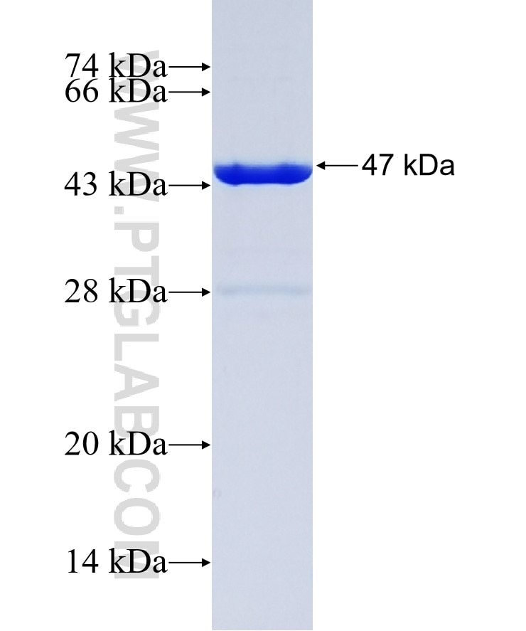 NAV1 fusion protein Ag14747 SDS-PAGE
