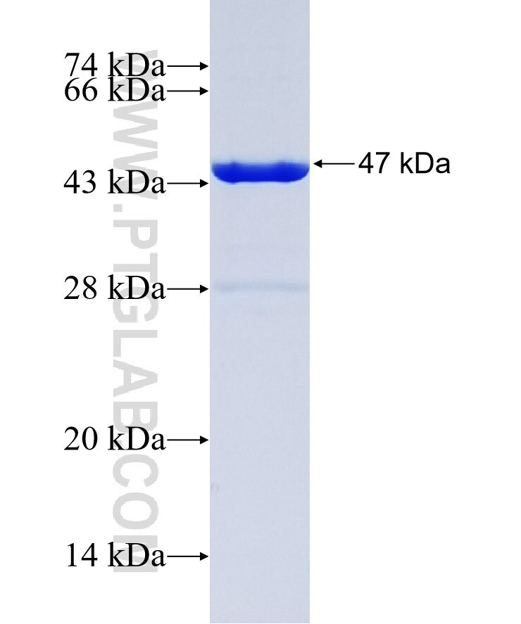 NAV1 fusion protein Ag14747 SDS-PAGE