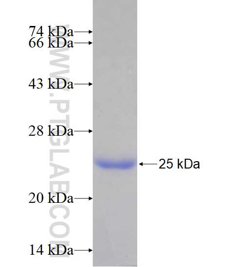 NAV1 fusion protein Ag14964 SDS-PAGE