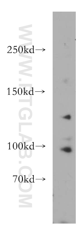 Western Blot (WB) analysis of HEK-293 cells using NAV2 Polyclonal antibody (11875-1-AP)