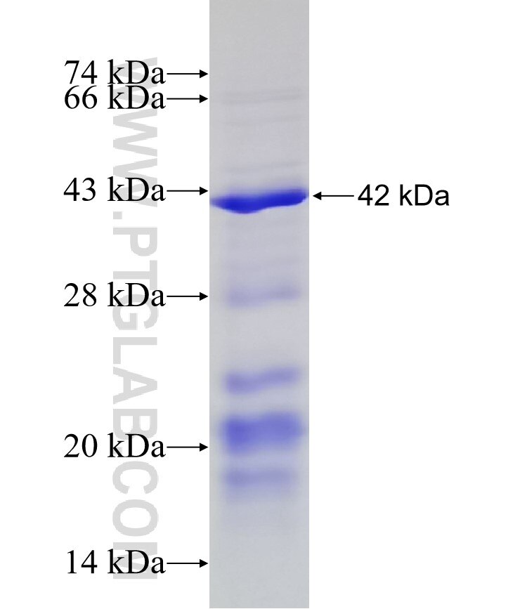 NAV2 fusion protein Ag2463 SDS-PAGE