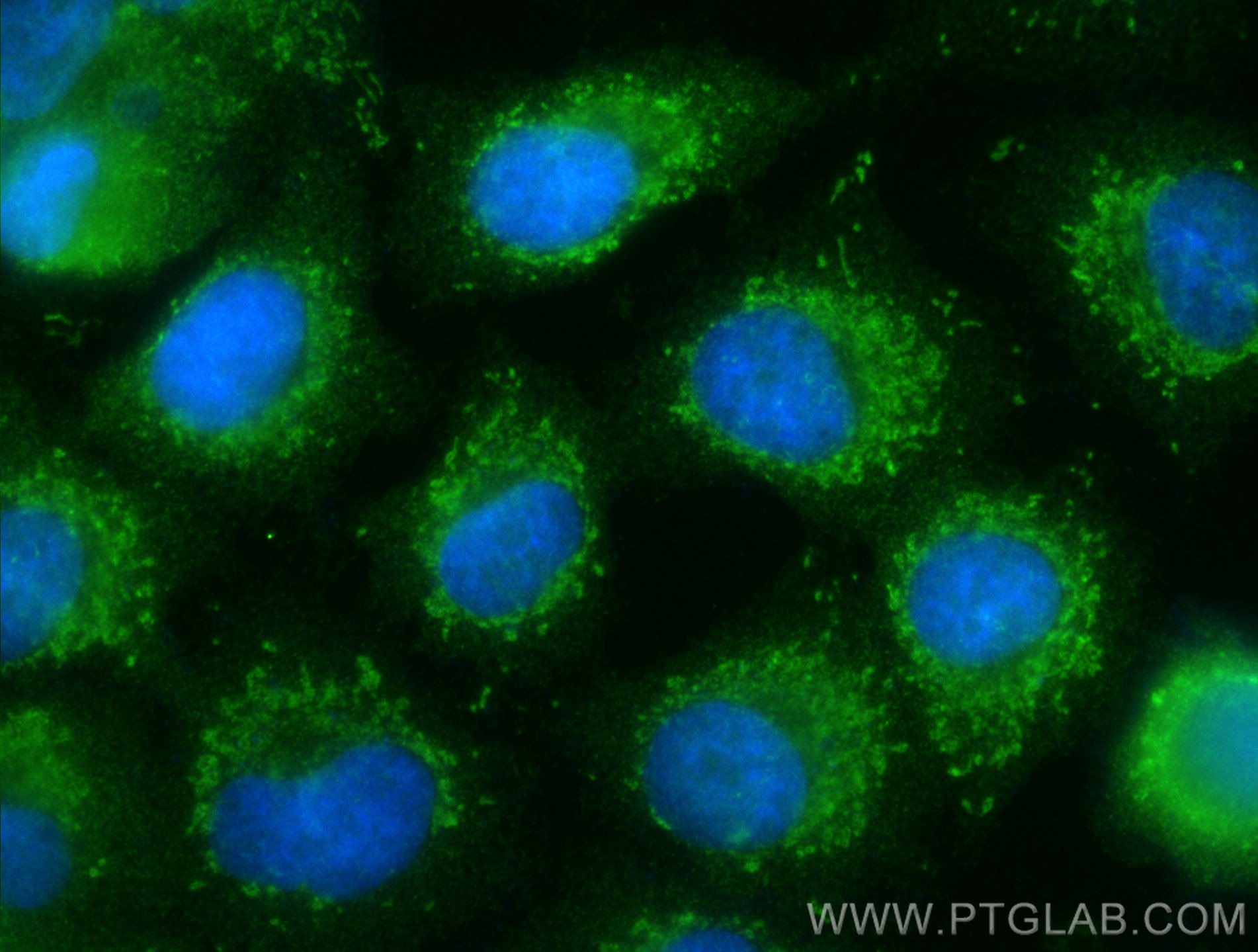 Immunofluorescence (IF) / fluorescent staining of A549 cells using NAXE Polyclonal antibody (32022-1-AP)