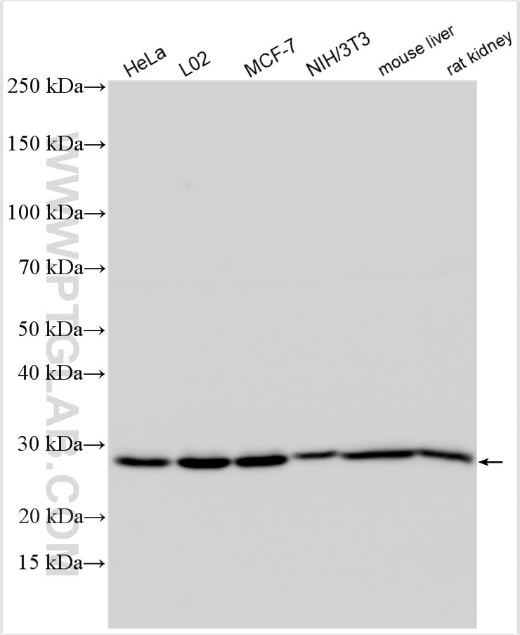 Western Blot (WB) analysis of various lysates using NAXE Polyclonal antibody (32022-1-AP)