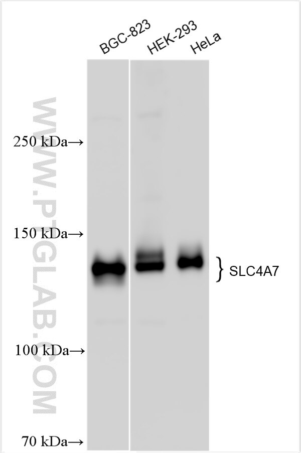 Western Blot (WB) analysis of various lysates using NBCn1 Polyclonal antibody (29442-1-AP)