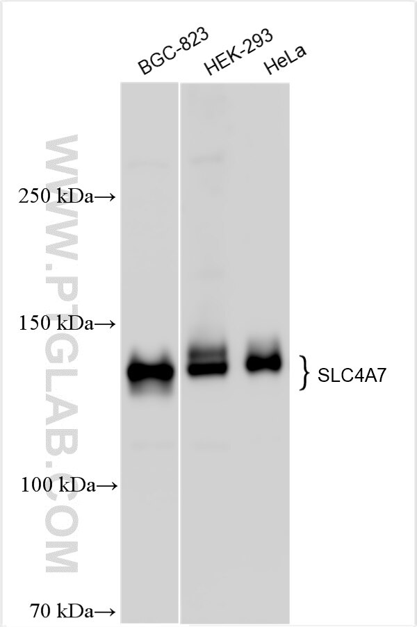 Western Blot (WB) analysis of various lysates using NBCn1 Polyclonal antibody (29442-1-AP)