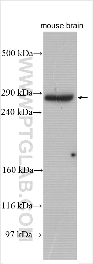 Western Blot (WB) analysis of mouse brain tissue using Neurobeachin Polyclonal antibody (55287-1-AP)
