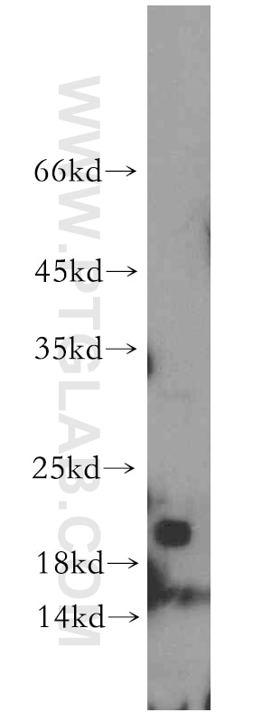 Western Blot (WB) analysis of mouse colon tissue using NBL1 Polyclonal antibody (12069-1-AP)