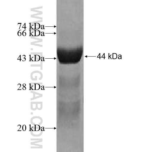 NBL1 fusion protein Ag2706 SDS-PAGE