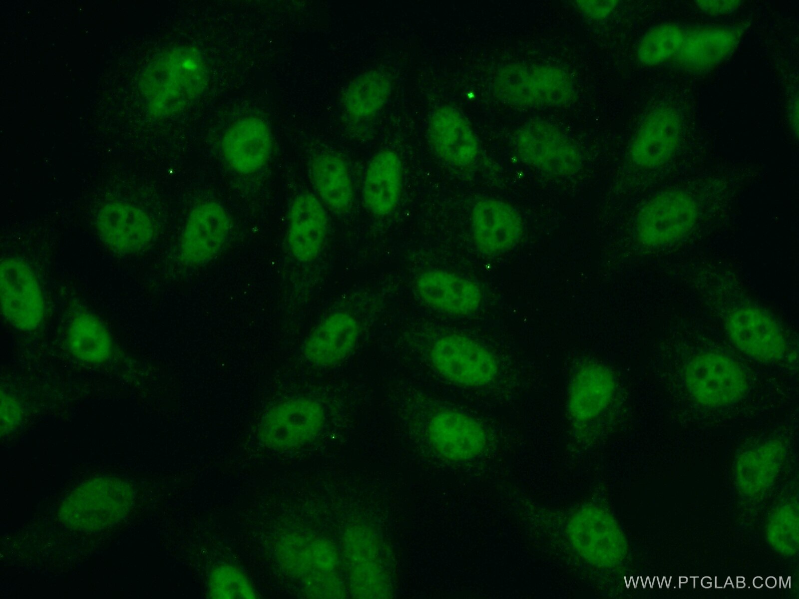 IF Staining of HepG2 using 55025-1-AP