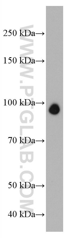 Western Blot (WB) analysis of SKOV-3 cells using NBN / NBS1 Monoclonal antibody (66980-1-Ig)