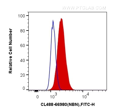 Flow cytometry (FC) experiment of HeLa cells using CoraLite® Plus 488-conjugated NBN Monoclonal antib (CL488-66980)