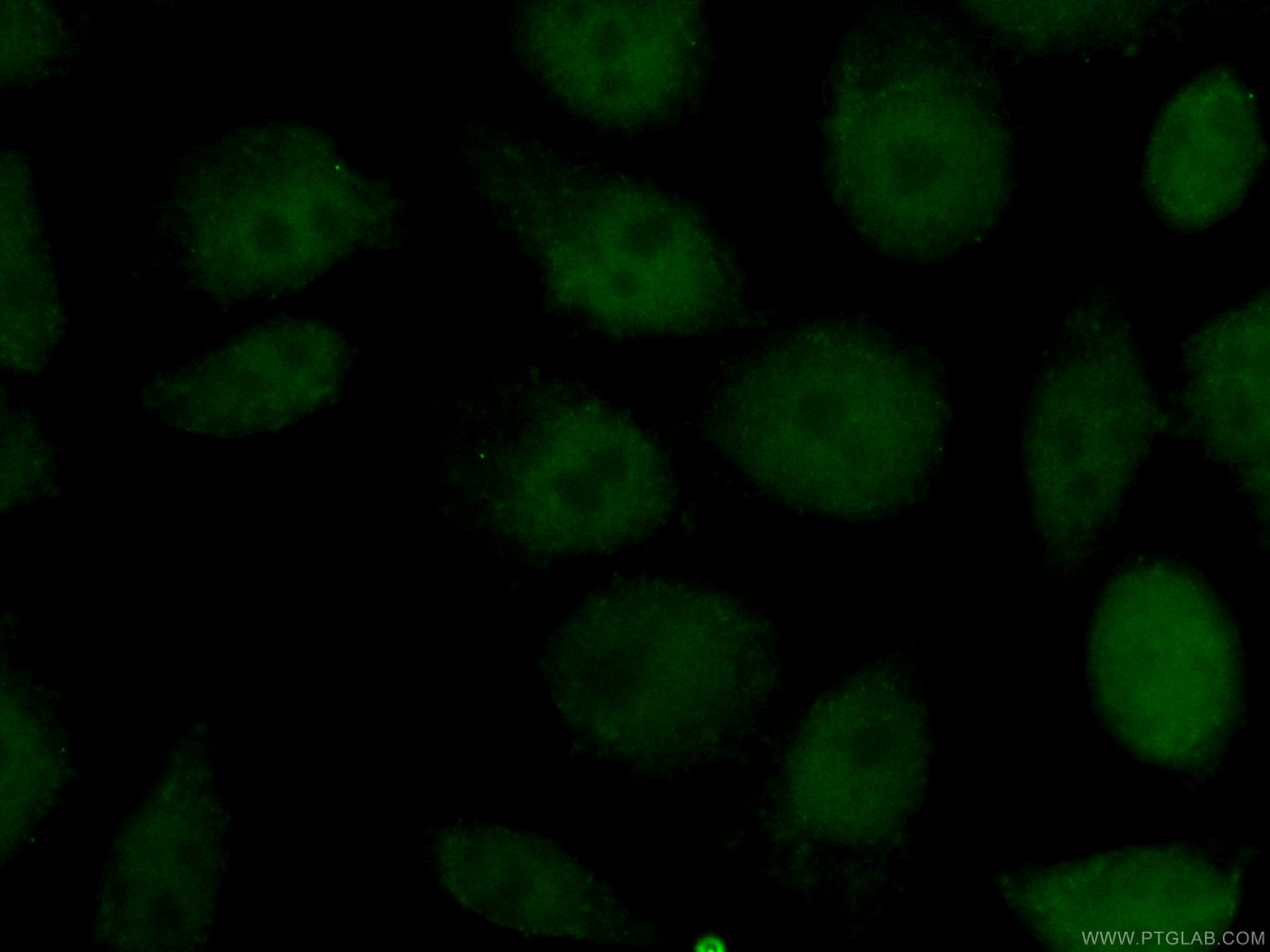 Immunofluorescence (IF) / fluorescent staining of HepG2 cells using CoraLite® Plus 488-conjugated NBN Monoclonal antib (CL488-66980)
