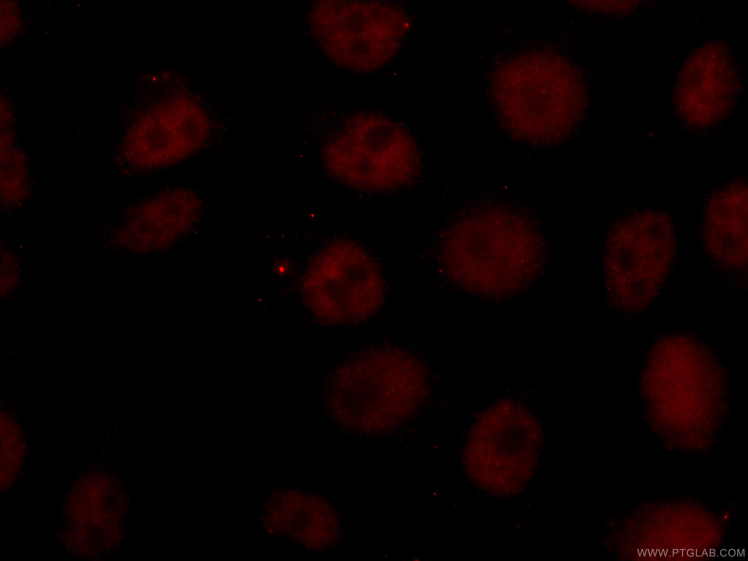 IF Staining of HepG2 using CL594-66980