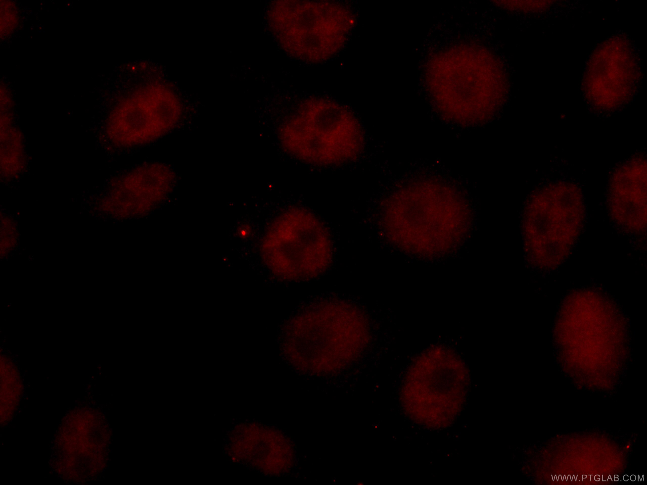 Immunofluorescence (IF) / fluorescent staining of HepG2 cells using CoraLite®594-conjugated NBN Monoclonal antibody (CL594-66980)