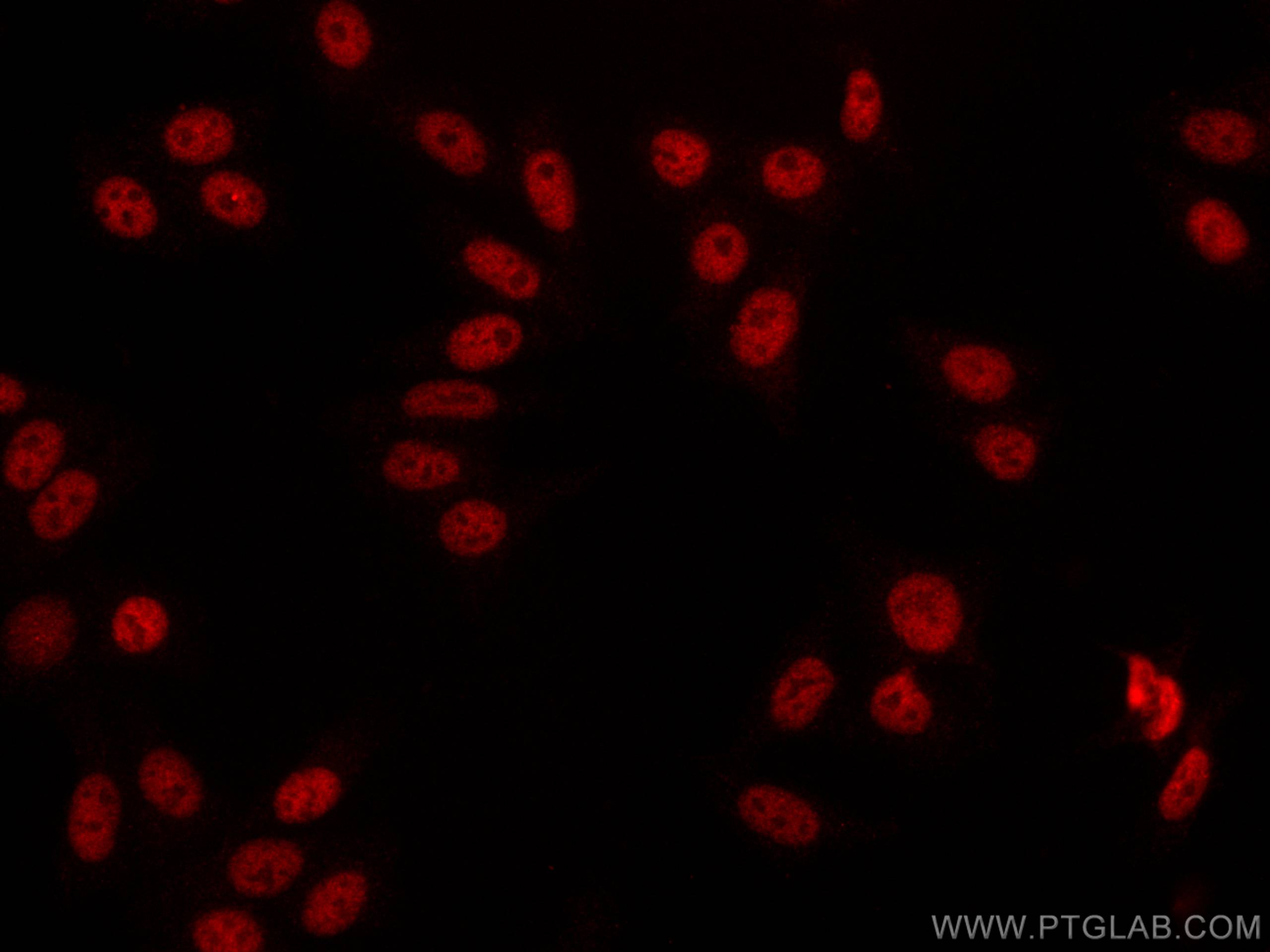 Immunofluorescence (IF) / fluorescent staining of HepG2 cells using CoraLite®594-conjugated NBN Monoclonal antibody (CL594-66980)