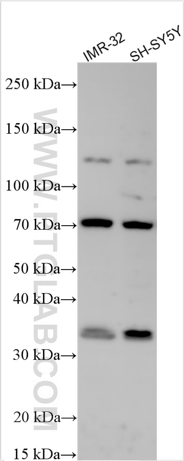 Western Blot (WB) analysis of various lysates using NBPF3 Polyclonal antibody (17606-1-AP)