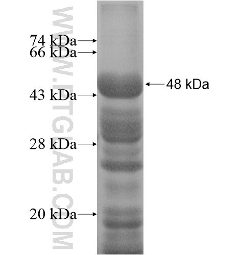 NBPF3 fusion protein Ag11093 SDS-PAGE