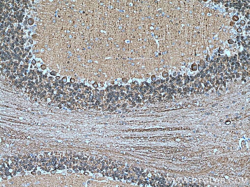 IHC staining of mouse cerebellum using 12925-1-AP