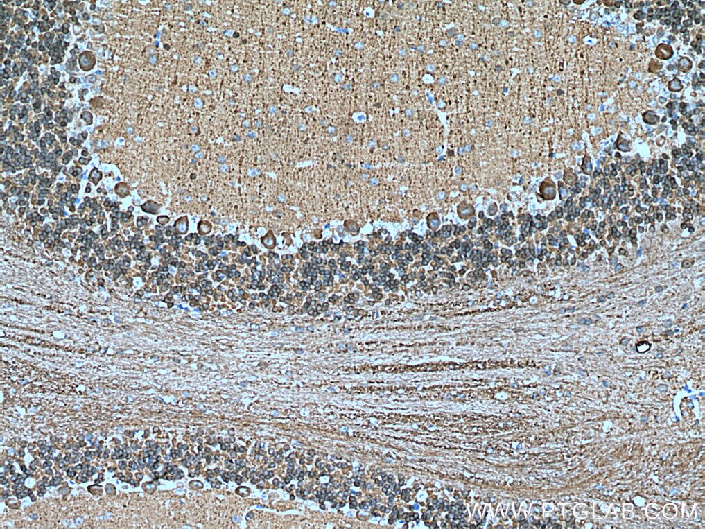 Immunohistochemistry (IHC) staining of mouse cerebellum tissue using NCALD Polyclonal antibody (12925-1-AP)