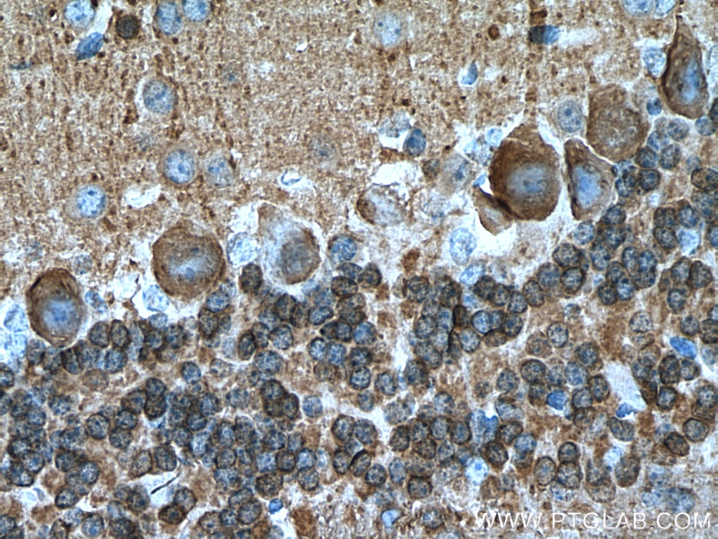 Immunohistochemistry (IHC) staining of mouse cerebellum tissue using NCALD Polyclonal antibody (12925-1-AP)
