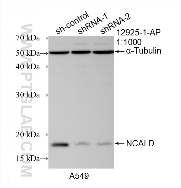 Western Blot (WB) analysis of A549 cells using NCALD Polyclonal antibody (12925-1-AP)