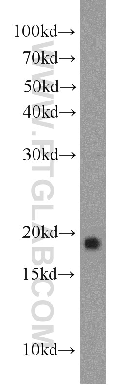 Western Blot (WB) analysis of mouse cerebellum tissue using NCALD Polyclonal antibody (12925-1-AP)