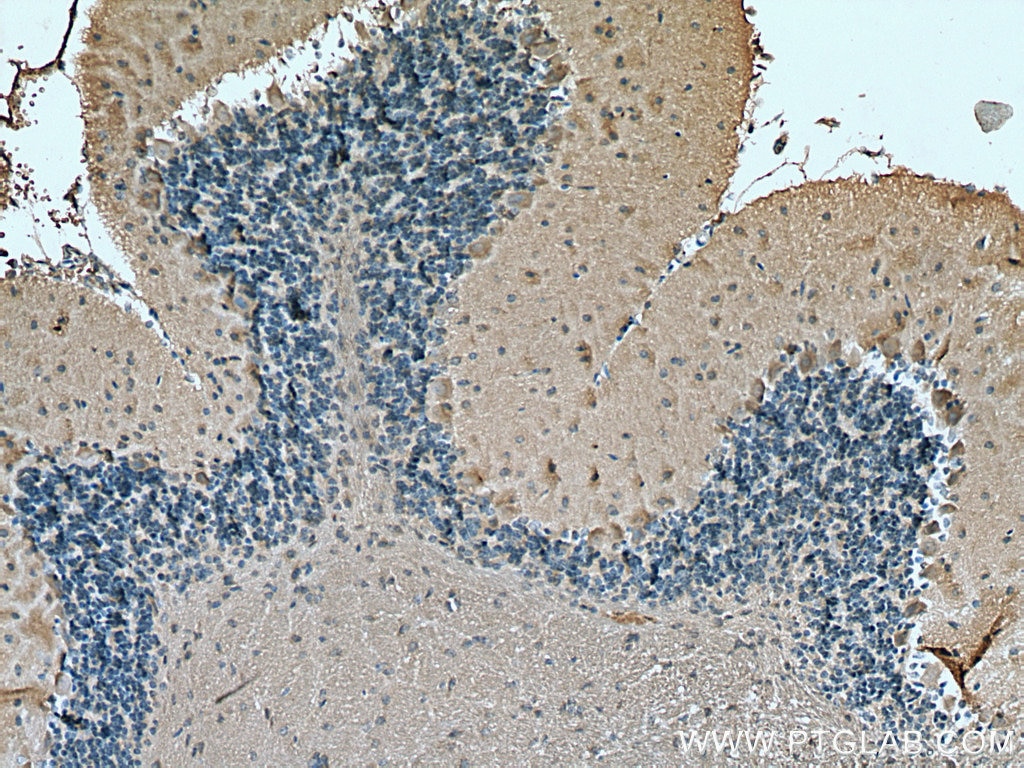 Immunohistochemistry (IHC) staining of mouse cerebellum tissue using NCALD Monoclonal antibody (66088-1-Ig)