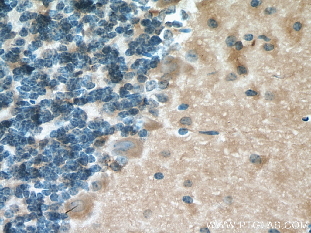 Immunohistochemistry (IHC) staining of mouse cerebellum tissue using NCALD Monoclonal antibody (66088-1-Ig)
