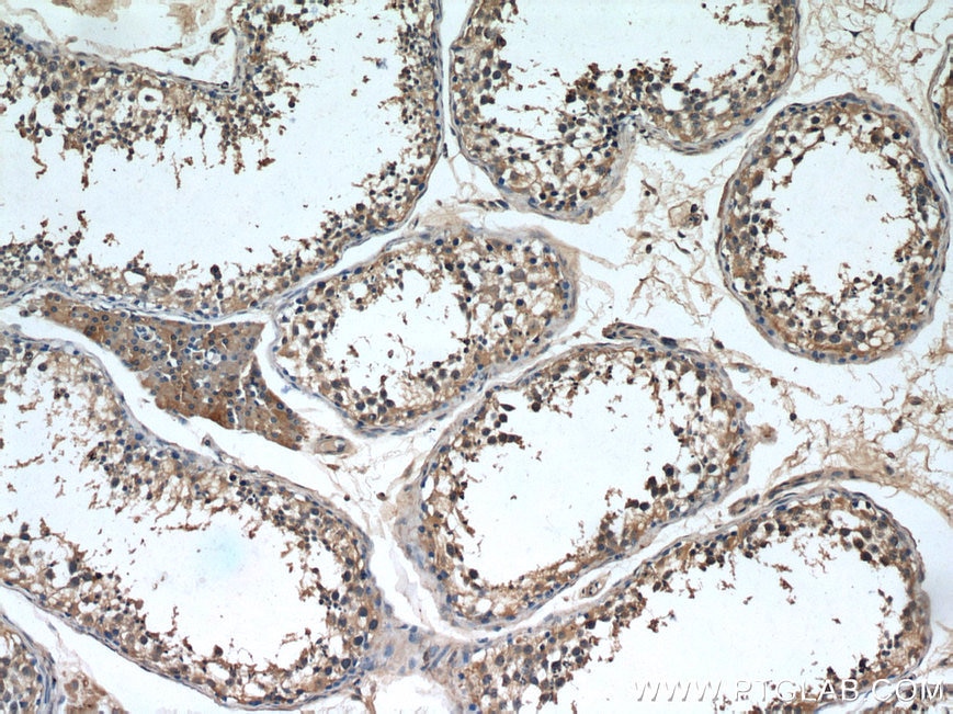 Immunohistochemistry (IHC) staining of human testis tissue using NCALD Monoclonal antibody (66088-1-Ig)