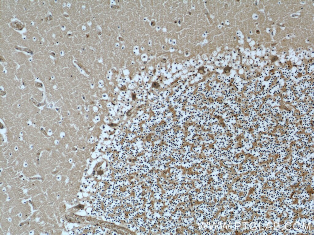 Immunohistochemistry (IHC) staining of human cerebellum tissue using NCALD Monoclonal antibody (66088-1-Ig)