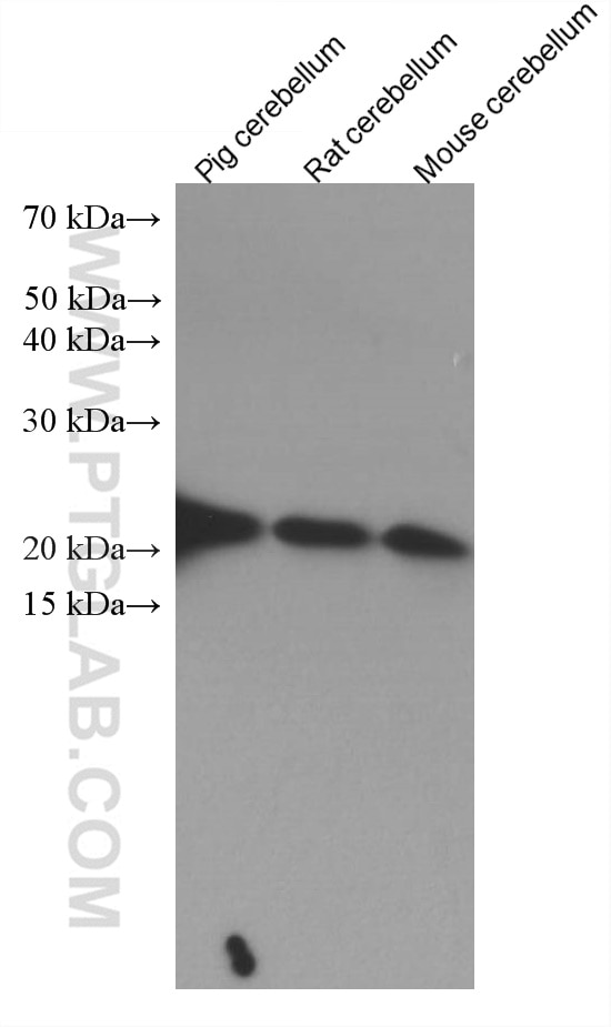 Western Blot (WB) analysis of various lysates using NCALD Monoclonal antibody (66088-1-Ig)