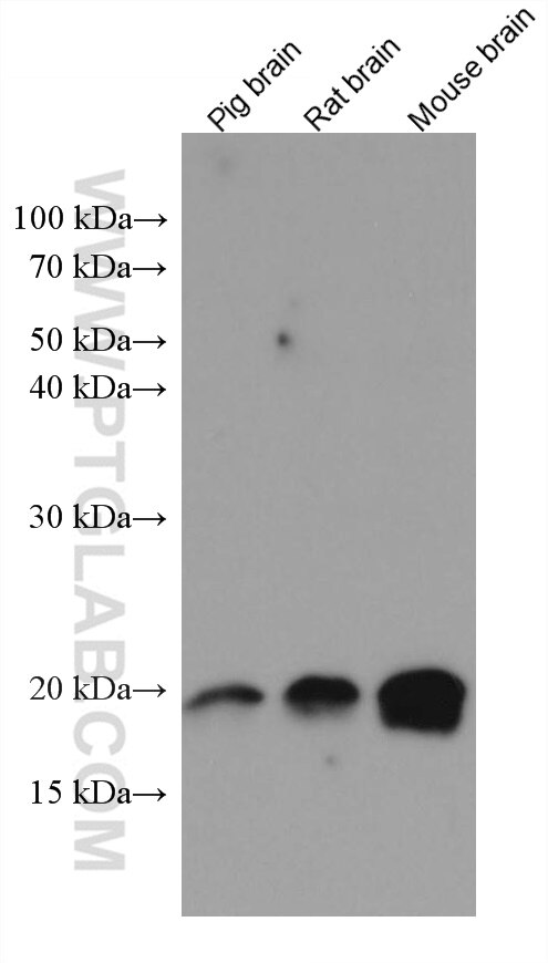 Western Blot (WB) analysis of various lysates using NCALD Monoclonal antibody (66088-1-Ig)