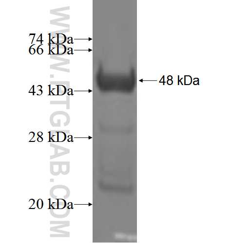 NCALD fusion protein Ag3614 SDS-PAGE