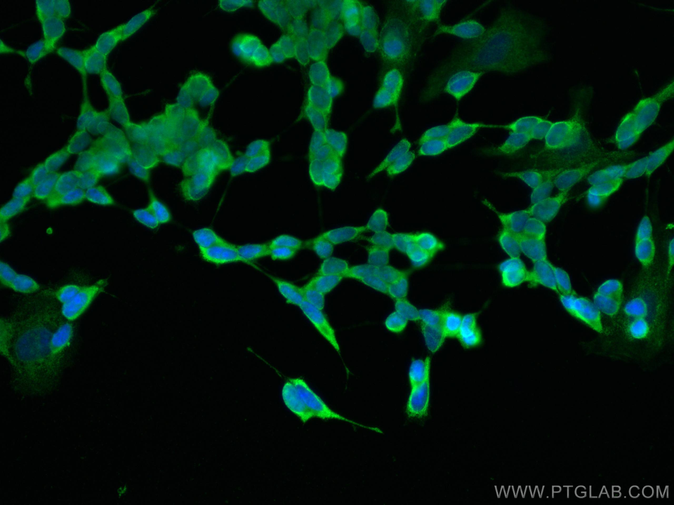 Immunofluorescence (IF) / fluorescent staining of SH-SY5Y cells using NCAM1/CD56 Monoclonal antibody (60238-1-Ig)
