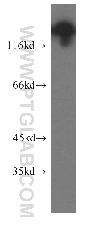 Western Blot (WB) analysis of human brain tissue using NCAM1/CD56 Monoclonal antibody (60238-1-Ig)