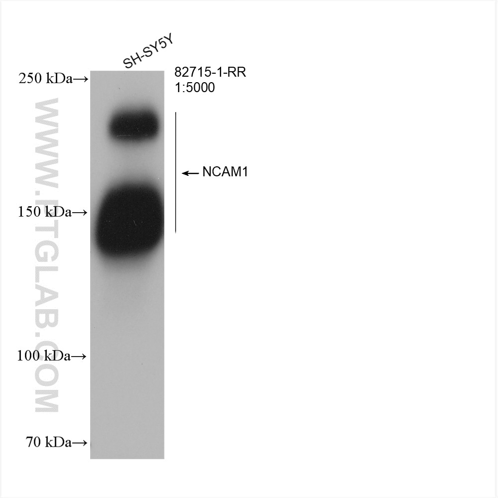Western Blot (WB) analysis of SH-SY5Y cells using NCAM1/CD56 Recombinant antibody (82715-1-RR)