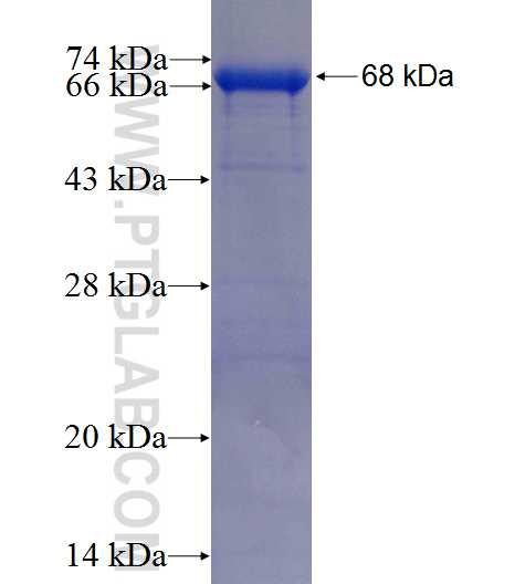 NCAM1 fusion protein Ag5528 SDS-PAGE