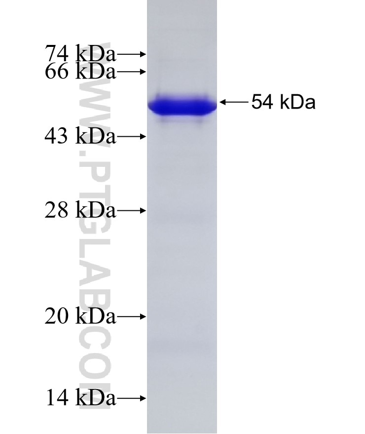 NCAM1 fusion protein Ag5732 SDS-PAGE