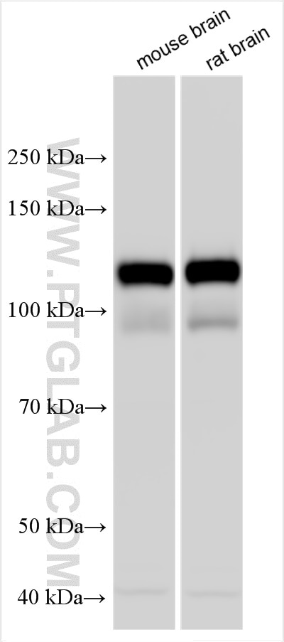 Western Blot (WB) analysis of various lysates using NCAM2 Polyclonal antibody (13850-1-AP)