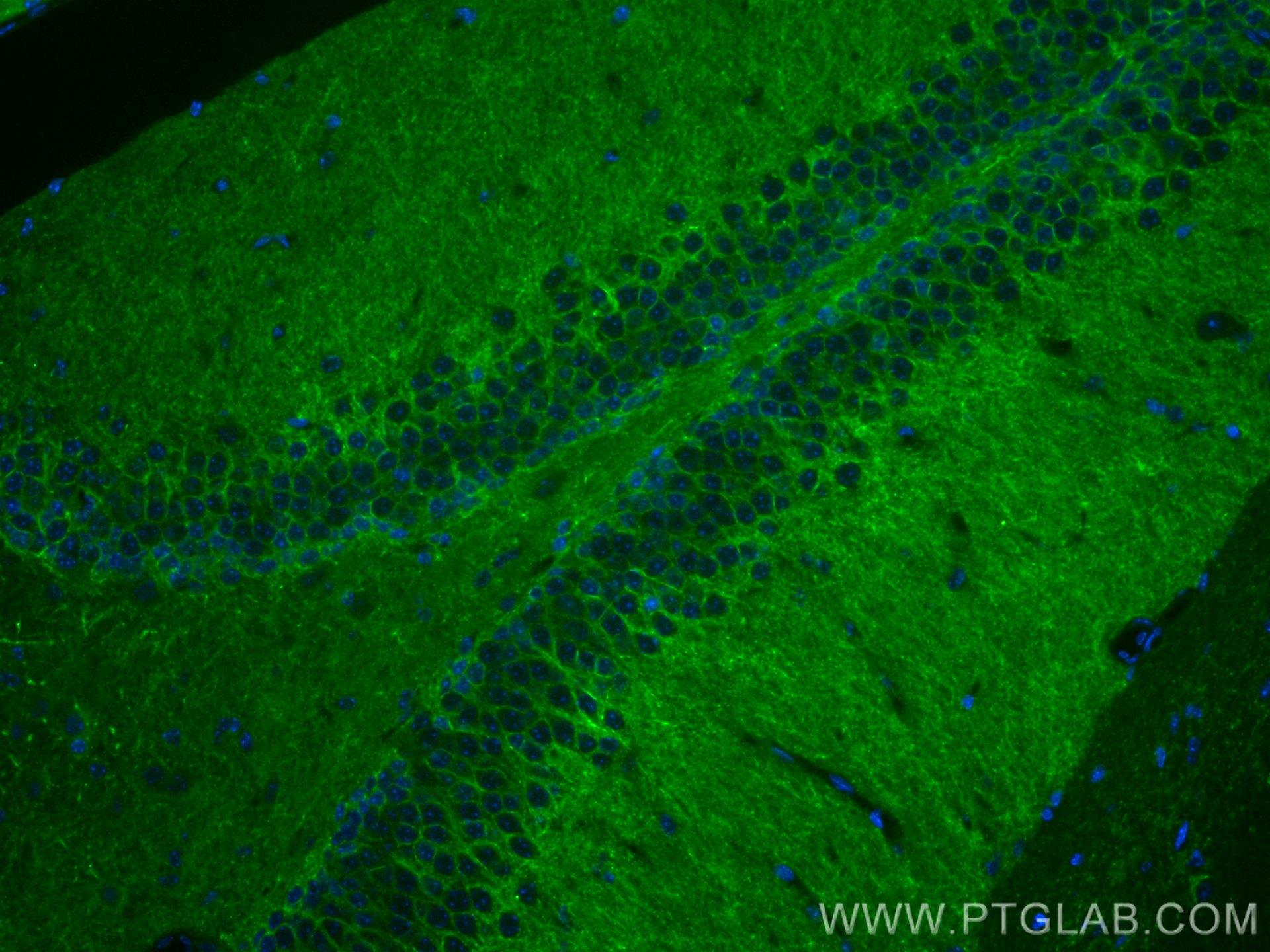 Immunofluorescence (IF) / fluorescent staining of mouse brain tissue using NCAM2 Monoclonal antibody (68205-1-Ig)